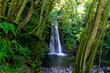 waterfall in the forest at Sao Miguel Azores