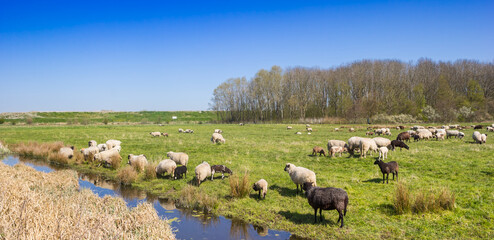 Wall Mural - Panorama of a herd of sheep in a meadow near Groningen city