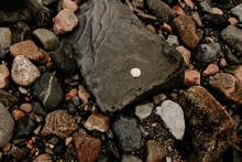 A Tiny White Shell On A Larger Stone Surrounded By Smaller Pebbles.  Wet Seashore Still Life With Variable Size Shingle. Lots Of Details, Flat Lay, Top View Image. 