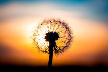 Wall Mural - Dandelion flower with sunset