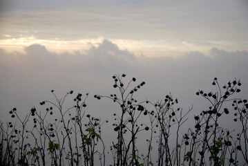 Silhouette Dry grass flower on the hills with a lot of misty and fog around the mountain at Phu chee fah , Chiang rai , Thailand