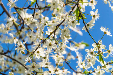 Poster - Delicate white cherry blossom. Spring holiday card