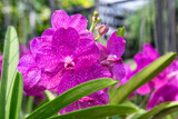 Fototapeta Storczyk - pink Phalaenopsis or Moth dendrobium Orchid flower in winter or spring day tropical garden Floral background.Selective focus.agriculture idea concept design with copy space add text.