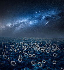 Wall Mural - sunflower field and milky way. agriculture by night in poland.
