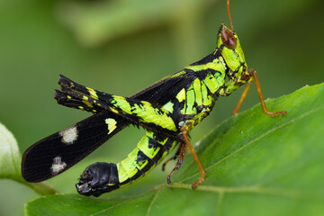 Monkey grasshopper or Erianthus versicolor Brunner, beautiful grasshopper on leaves with green background.