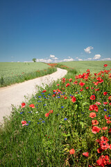 Wall Mural - Poppy seed flower and green field. Agriculture in spring, Poland