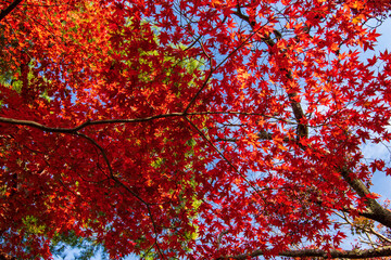 Wall Mural - red leaf background