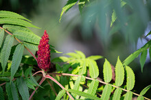Red Berries And Green Leaves Of Staghorn Sumac Tree