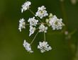 Closeup shot of beautiful ajwain flowers on a blurred background