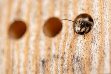Wild Bee In The Insect Hotel (macro)