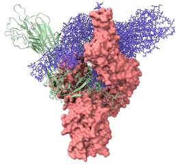 Wall Mural - SARS-CoV-2 spike protein (closed configuration, top view)