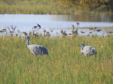 Sandhill Cranes Enjoying A Beautiful Day At The Merced National Wildlife Refuge, In The Northern San Joaquin Valley, California.