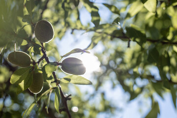 Young fresh green almonds growing on a branch of the tree