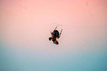 Close-up of a spider in the web against a colorful background