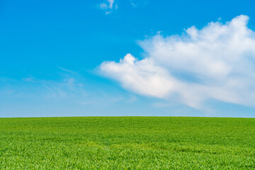 Wall Mural - green hill with dreamy clouds and blue sky in the background.