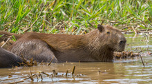 Capybara. Hydrochoerus Hydrochaeris