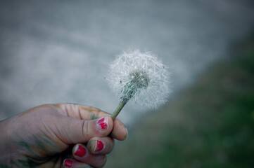 Dandelion closeup