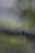 Vertical shot of a fly on the window net