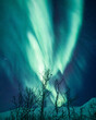 Vertical shot of snowy trees against Aurora borealis background