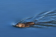 A Muskrat Swims In Reflections Lake, Alaska