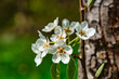 Weiße Blüten an einem Baum