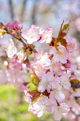 Poster - Spring cherry blossom. Beautiful pink floral background.