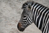 Fototapeta Konie - portrait of zebra