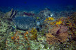 Sea Turtle Eating Coral