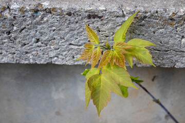 leaves on the stone