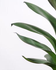 Poster - Closeup shot of green leaves of a home plant against a white background