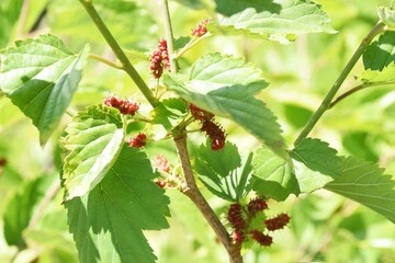 Poster - Mulberry / Mulberry tree is a Moraceae deciduous tree that ripens black in early summer and is used for eating fresh, making fruit wine and jams.