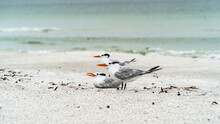 Flock Of Royal Terns Standing Along Shore One In Flight