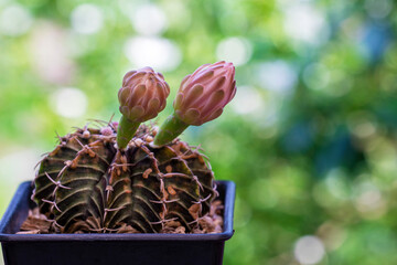 Flower gymnocalycium mihanovichii cactus in black little pot blooming with sunlight over green natural bokeh background.