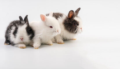 Wall Mural - Lovely group newborn baby rabbits bunny sitting togetherness over isolated white background. Easter bunnies concept.