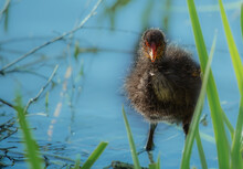 Young Chick Taking A Dip In The Water With Tall Blades Of Grass In The Foreground