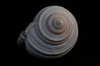 low key light sea snail on a black background, still life photography
