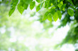 © Torkiat8 - Amazing nature view of green leaf on blurred greenery background in garden and sunlight with copy space using as background natural green plants landscape, ecology, fresh wallpaper.