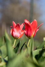 Two Red Tulips In Garden. Fully Open Side View. Green Leaves