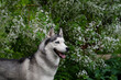 Beautiful male husky in the bushes of flowering spring white
Portrait of a husky dog in profile of a sunny summer day in flowers