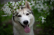 Beautiful male husky in the bushes of flowering spring white
Portrait of a husky dog in profile of a sunny summer day in flowers