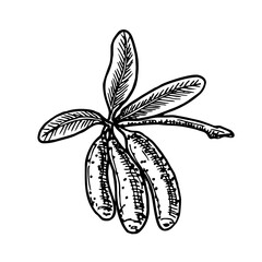 Wall Mural - Hand drawn honeysuckle branch with ripe berries. Hand drawn berry. Vector sketch illustration. Vector botanical illustration. Black and white graphic.