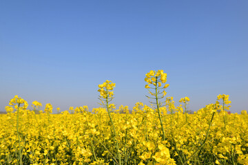 Wall Mural - close up on yellow flowers of rapeseed  growing in a field under blue sky