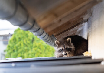frightened raccoon sits on a shed roof in broad daylight