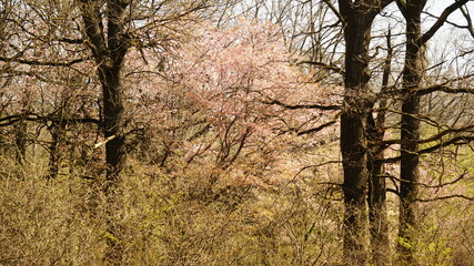 Wall Mural - trees in the morning