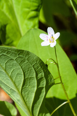 Wall Mural - vertical shot of white claytonia sibirica