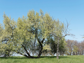 Canvas Print - Prunus mahaleb | Schöne weiße Blüte in einem hellgrünen Laub eines Steinweichselbaum in der Mitte eines Obstgartens unter einem blauen Himmel