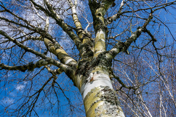 Wall Mural - Betula utilis tree in winter with a blue sky which is commonly known as Himalayan Birch and has a white bark, stock photo image