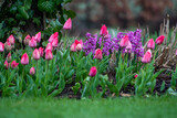 Fototapeta Tulipany - Piękne hiacynty i tulipany kwitną wiosną na rabacie w ogrodzie