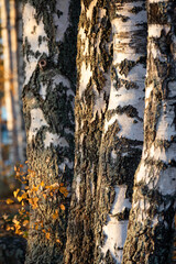 Wall Mural - Birch tree and foliage in autumn colors