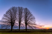 Sunset Behind Three Trees Forming One Tree
